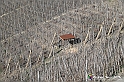 VBS_1140 - Santo Stefano Roero